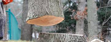 Reliable Elliston, VA Tree Care Solutions