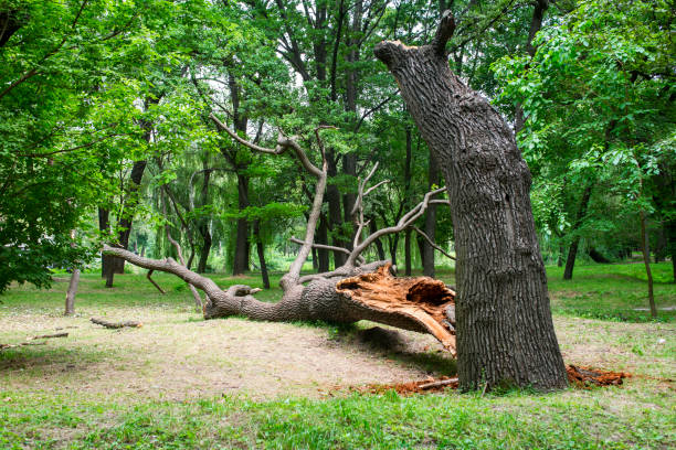 Best Lot and Land Clearing  in Elliston, VA